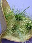 TILLANDSIA : ARGENTEA